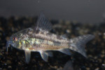 Corydoras Paleatus